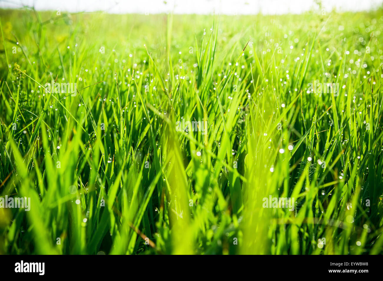 Erba verde con gocce di acqua di mattina. bella estate con sfondo bokeh di fondo e sfondo sfocato. con bassa profondità di campo. Foto Stock