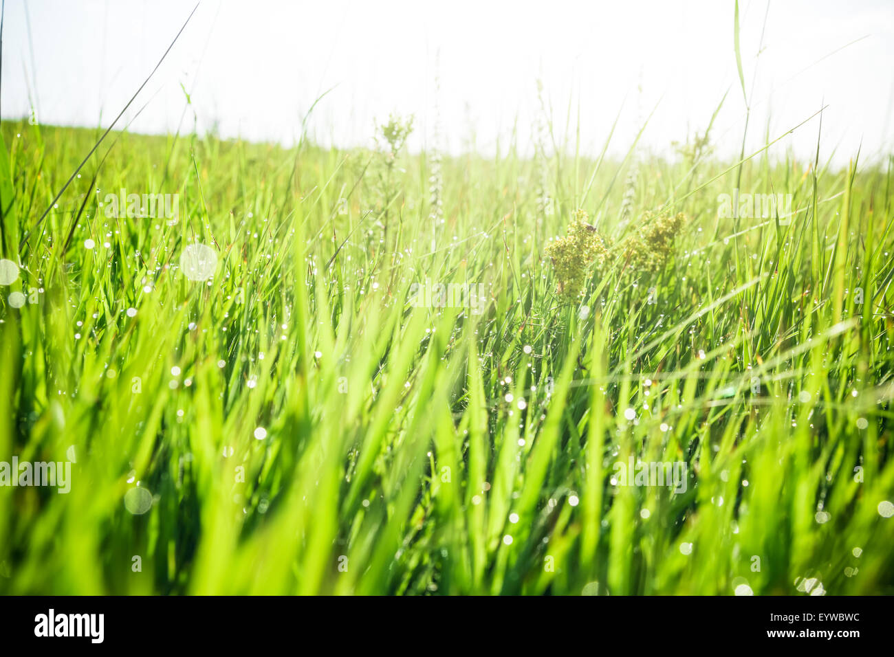 Erba verde con gocce di acqua di mattina. bella estate con sfondo bokeh di fondo e sfondo sfocato. con bassa profondità di campo. Foto Stock