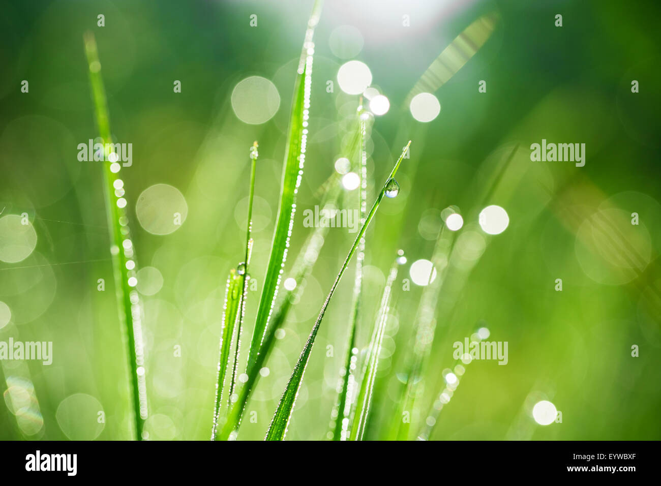 Erba verde con gocce di acqua di mattina. bella estate con sfondo bokeh di fondo e sfondo sfocato. con bassa profondità di campo. Foto Stock