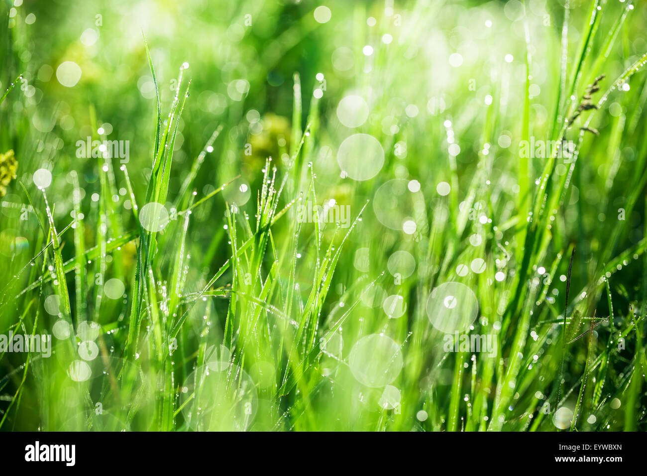 Erba verde con gocce di acqua di mattina. bella estate con sfondo bokeh di fondo e sfondo sfocato. con bassa profondità di campo. Foto Stock