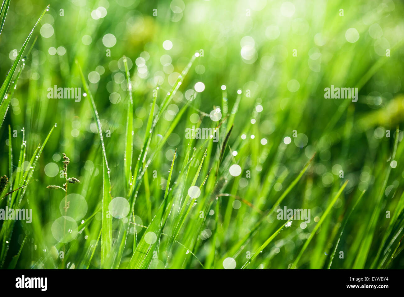 Erba verde con gocce di acqua di mattina. bella estate con sfondo bokeh di fondo e sfondo sfocato. con bassa profondità di campo. Foto Stock