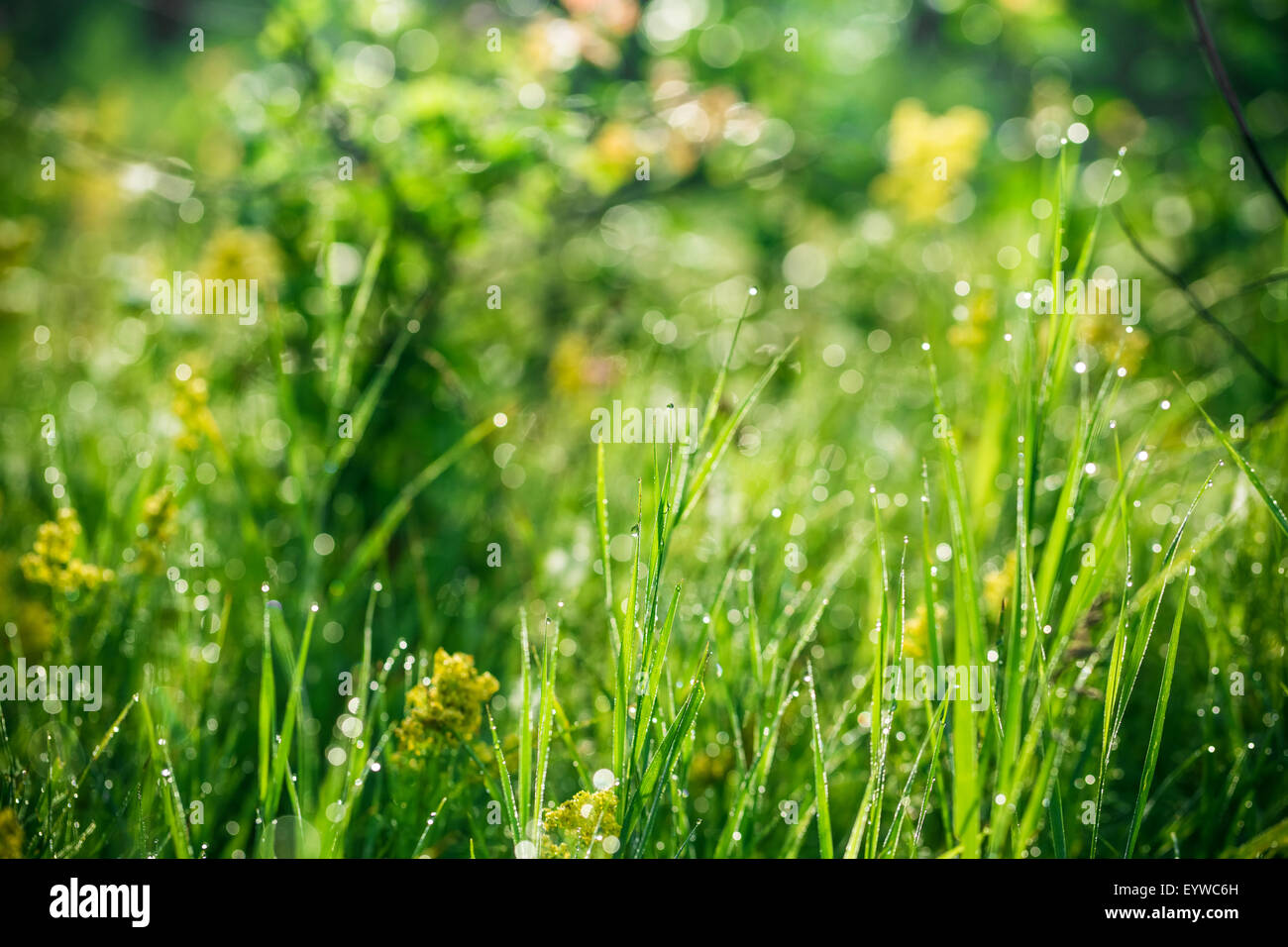 Erba verde con gocce di acqua di mattina. bella estate con sfondo bokeh di fondo e sfondo sfocato. con bassa profondità di campo. Foto Stock