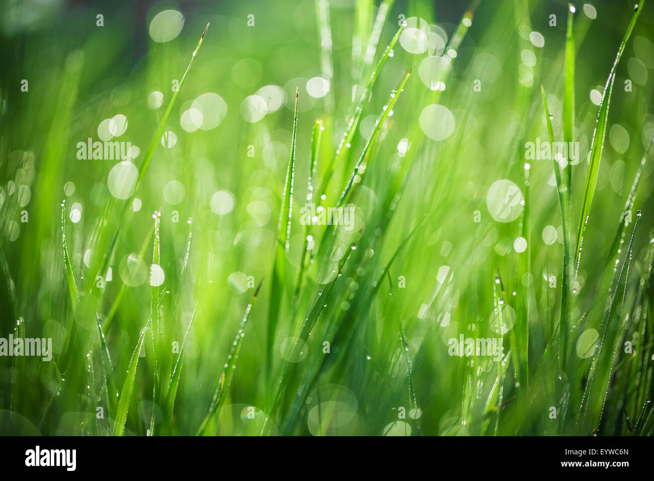 Erba verde con gocce di acqua di mattina. bella estate con sfondo bokeh di fondo e sfondo sfocato. con bassa profondità di campo. Foto Stock