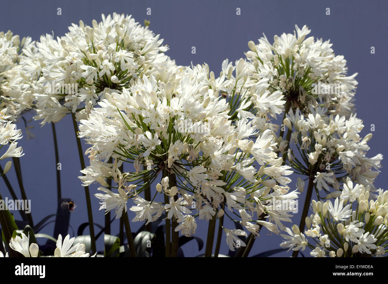 Schmucklilie, Agapanthus weiss Foto Stock