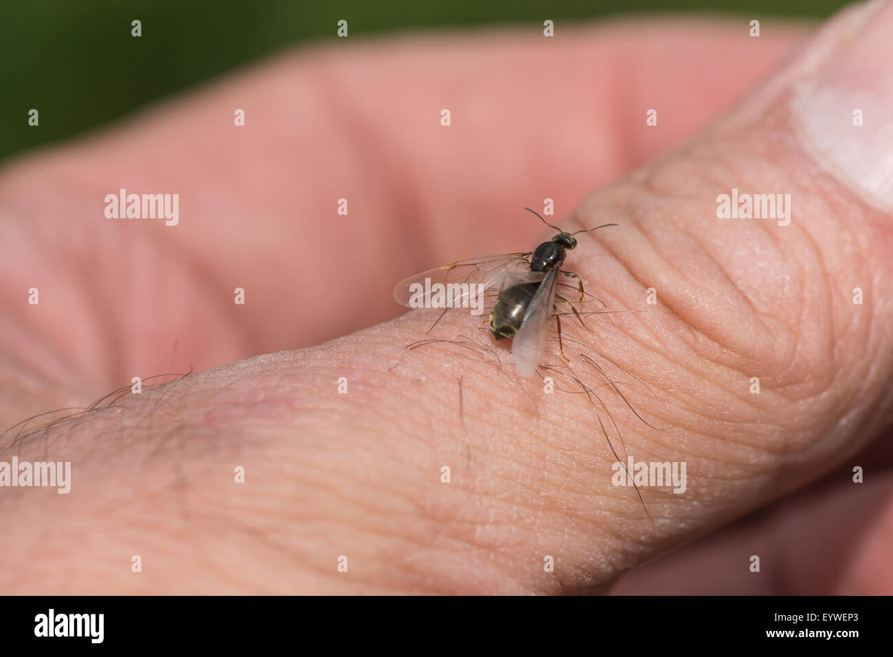 Intrighi e fascino della natura un naturalista permette una regina alato ant strisciare sul pollice prima di decollare per costruire un nuovo colon Foto Stock