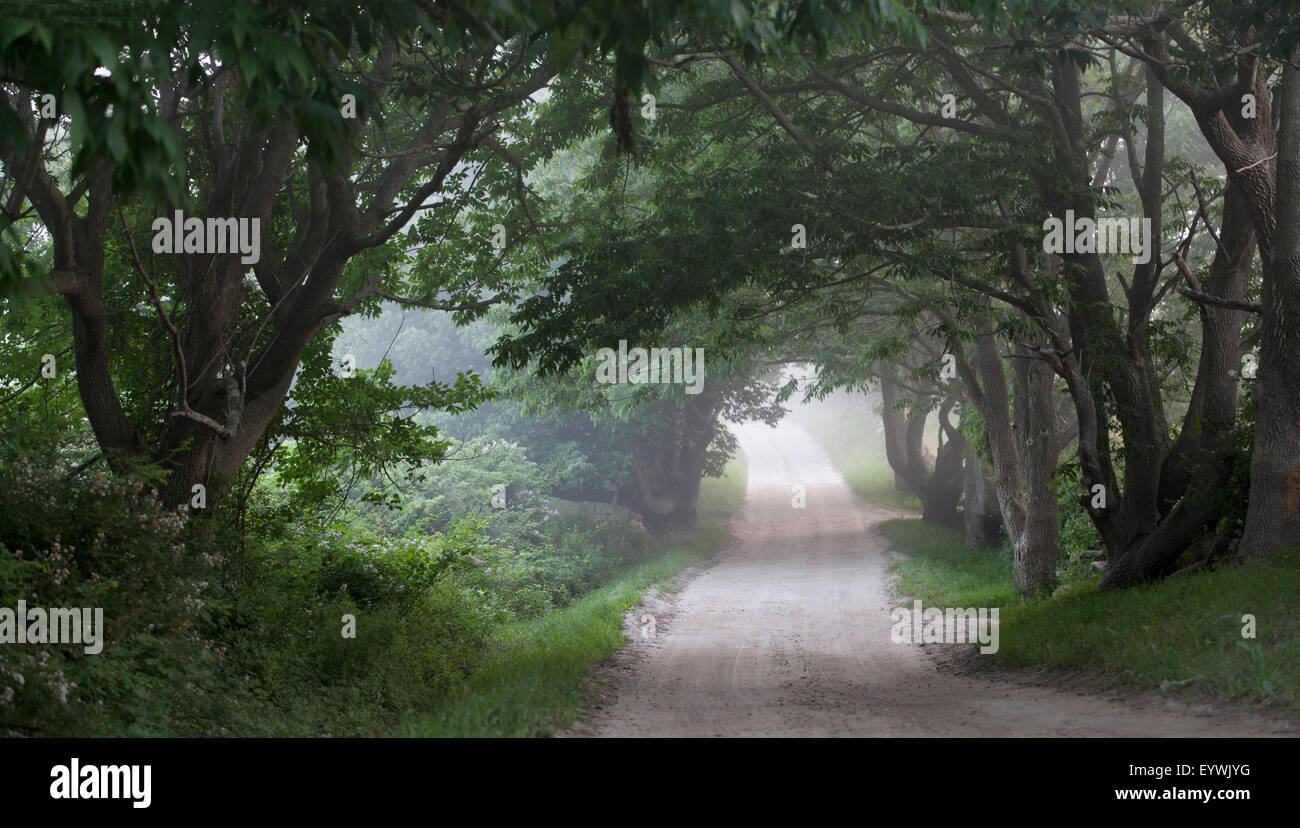 Vista di una strada di campagna Foto Stock