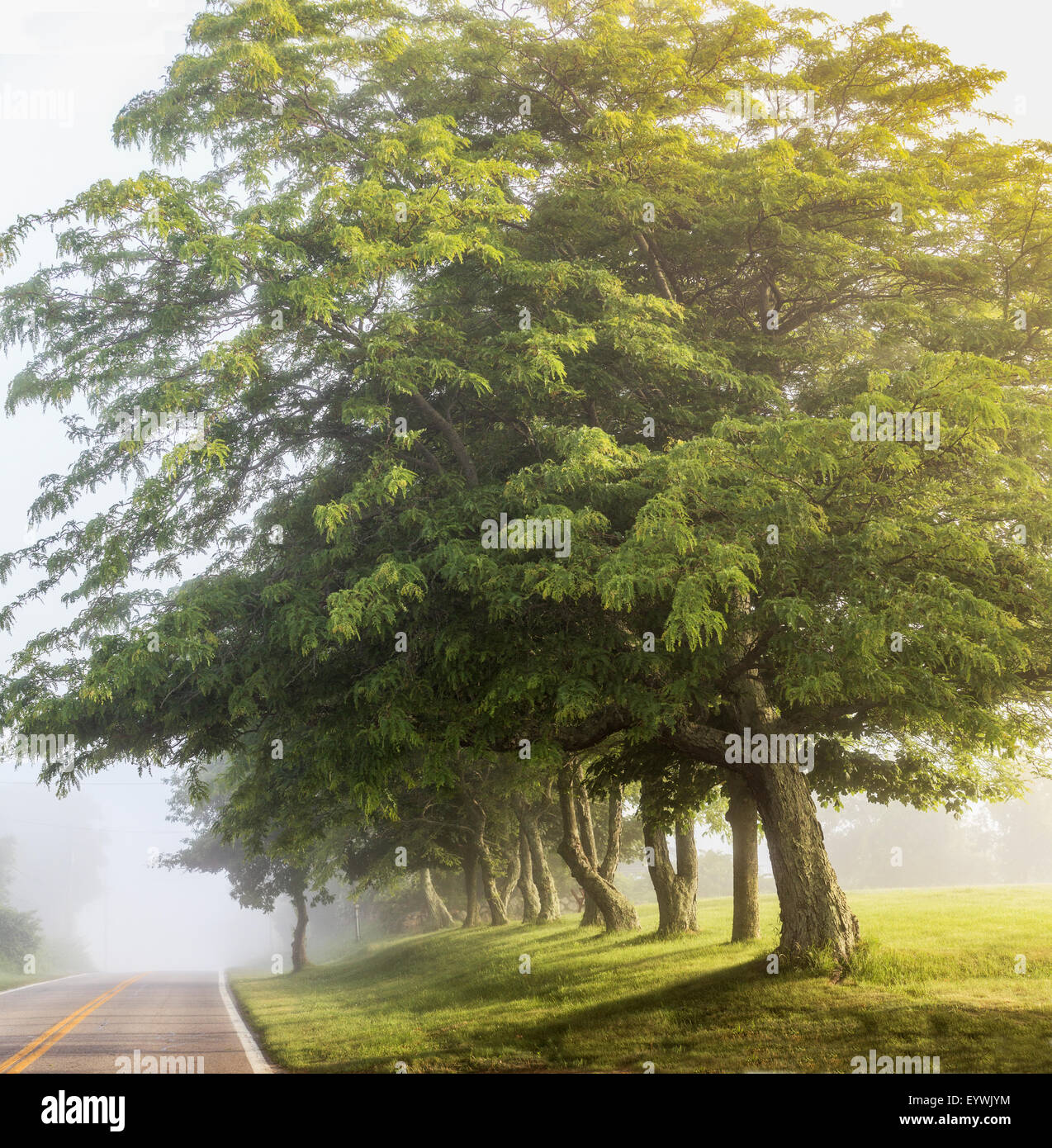 Nebbia mattutina road con alberi Foto Stock