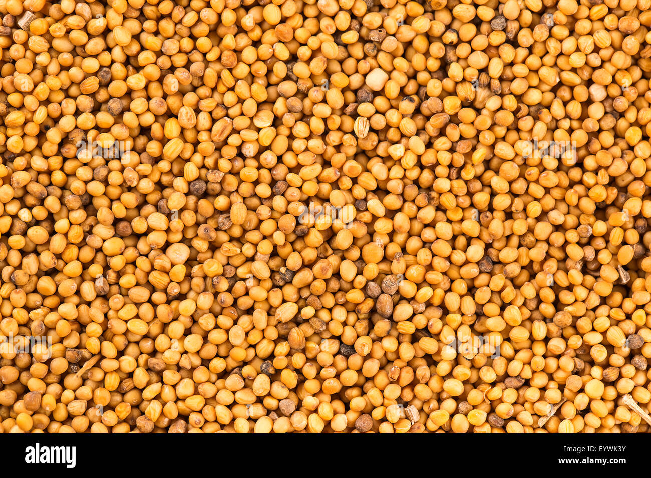 Brown di semi di senape sfondo astratto Foto Stock