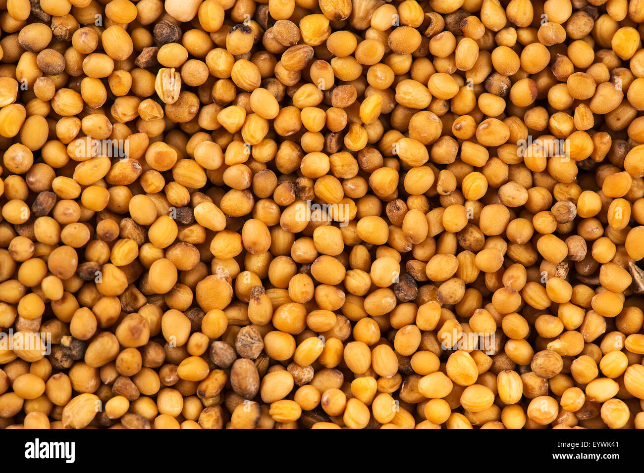 Brown di semi di senape sfondo astratto Foto Stock
