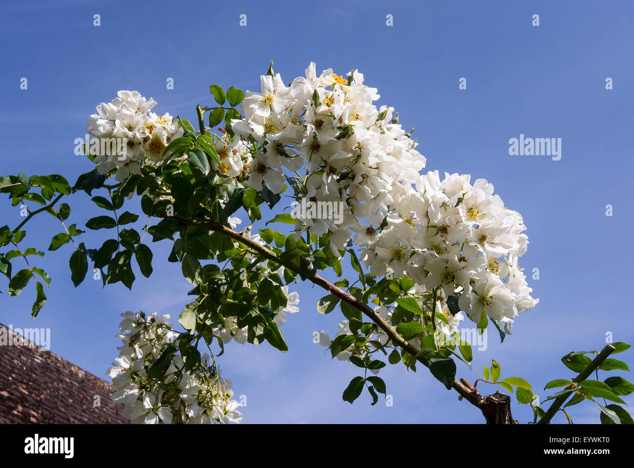 Rosa giorno di nozze contro il cielo blu Foto Stock