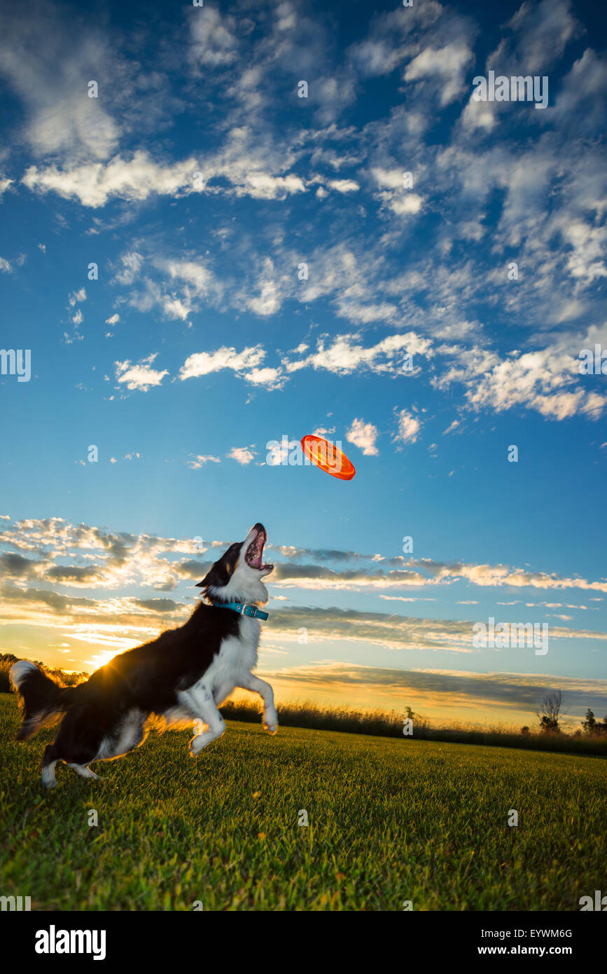 Cane cercando di prendere un frisbee al tramonto in Svezia. Foto Stock