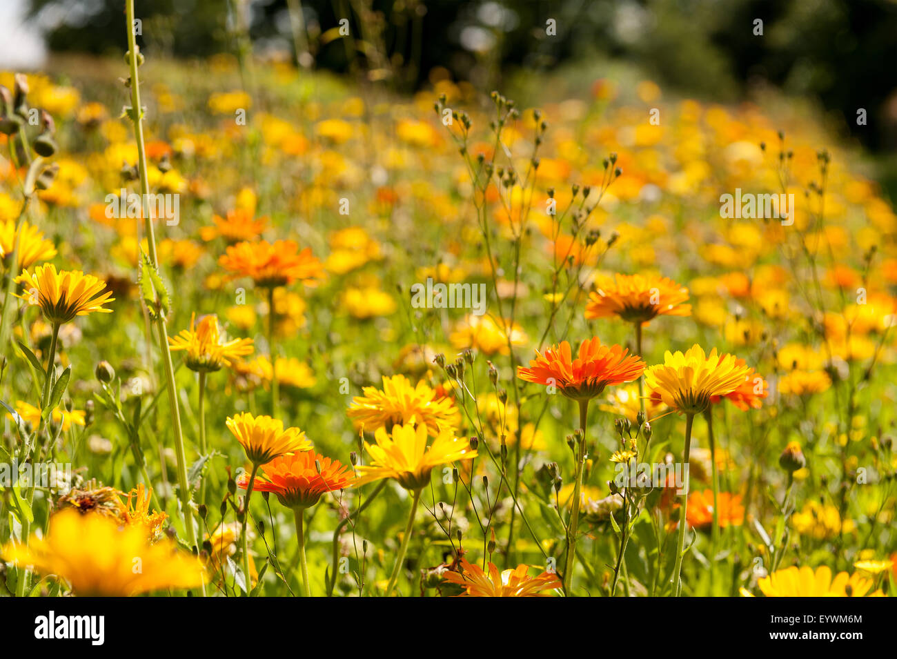 Incandescente brillante arancio e giallo massa di daisy crisantemo fiori lasciate crescere selvatica strada orlo nel giardino dell'Inghilterra Foto Stock