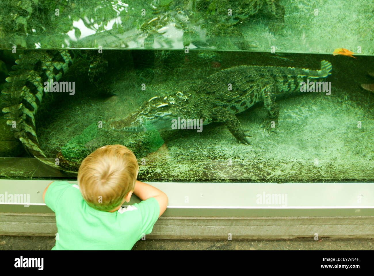 Zurich, Svizzera - 22 August 2006: bambino osservando coccodrillo sull' Acquario dello zoo di Zurigo Foto stock - Alamy