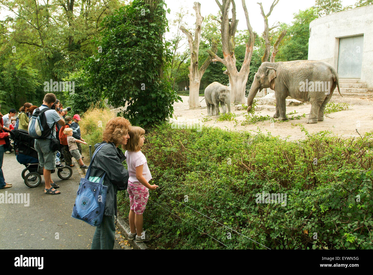 Zurich, Svizzera - 22 August 2006: persone osservando gli elefanti allo Zoo di Zurigo Foto Stock