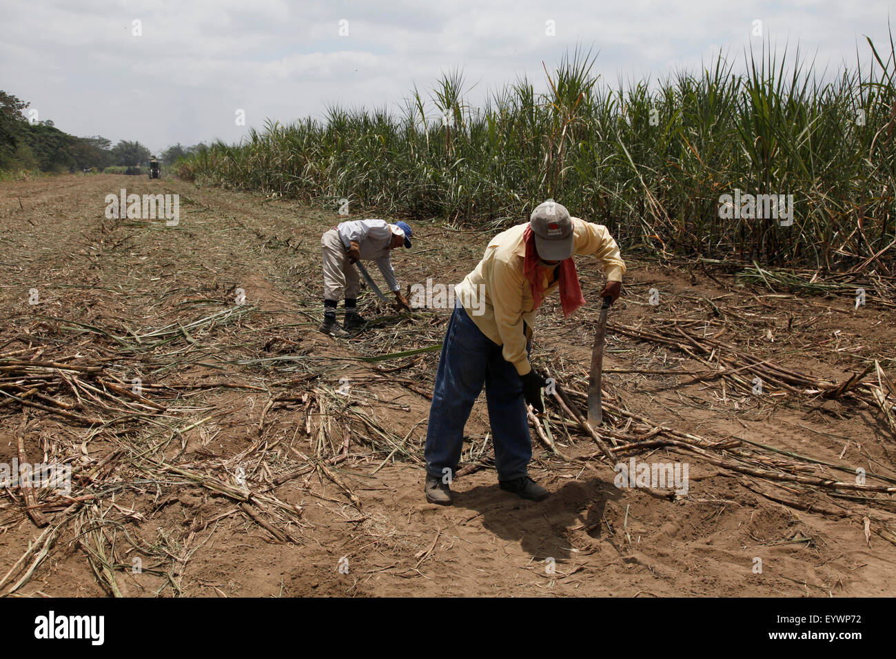 Raccolta zucchero di produzione e nelle pianure dell Ecuador, Sud America Foto Stock