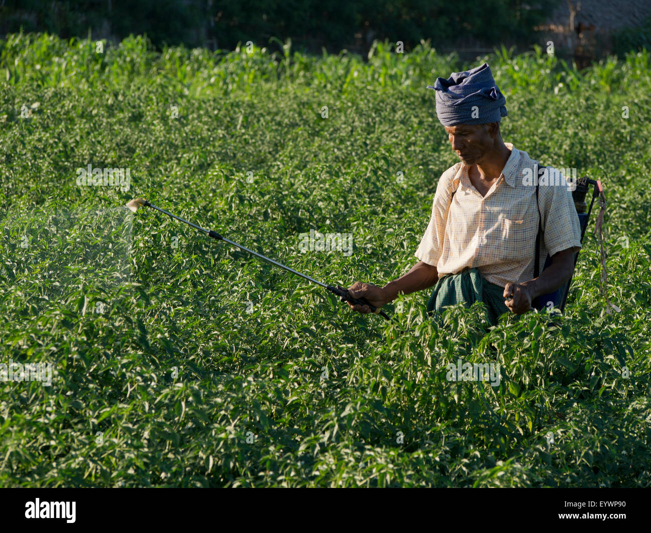 Agricoltore facendo lavori agricoli in un campo dal fiume Irrawaddy, Myanmar (Birmania), Asia Foto Stock
