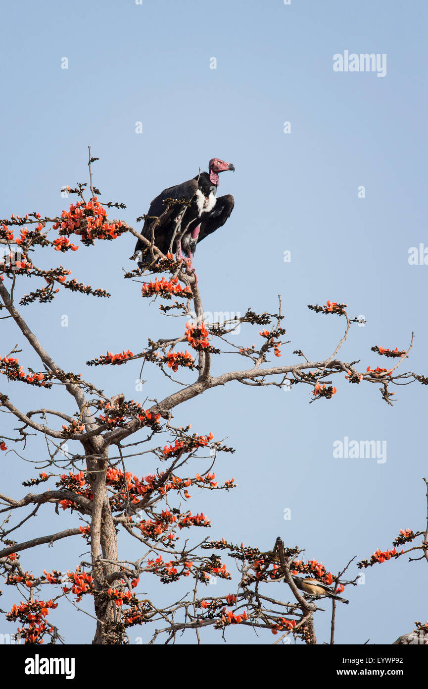 Red-headed Vulture (Asian King Vulture) (Indiano avvoltoio nero) (Pondicherry vulture), Ranthambhore, Rajasthan, India, Asia Foto Stock