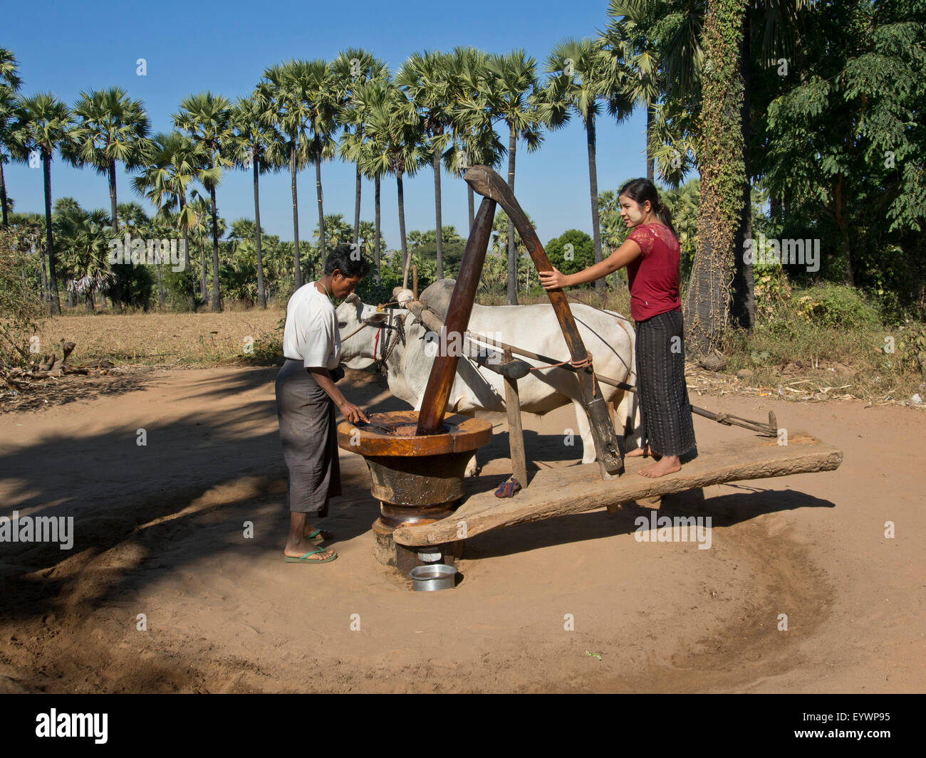 Gli agricoltori facendo lavori agricoli in un campo dal fiume Irrawaddy, Myanmar (Birmania), Asia Foto Stock