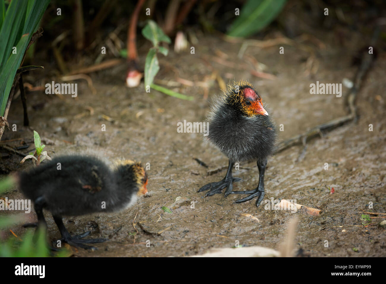 La folaga (fulica) giovani pulcini, Gloucestershire, England, Regno Unito, Europa Foto Stock