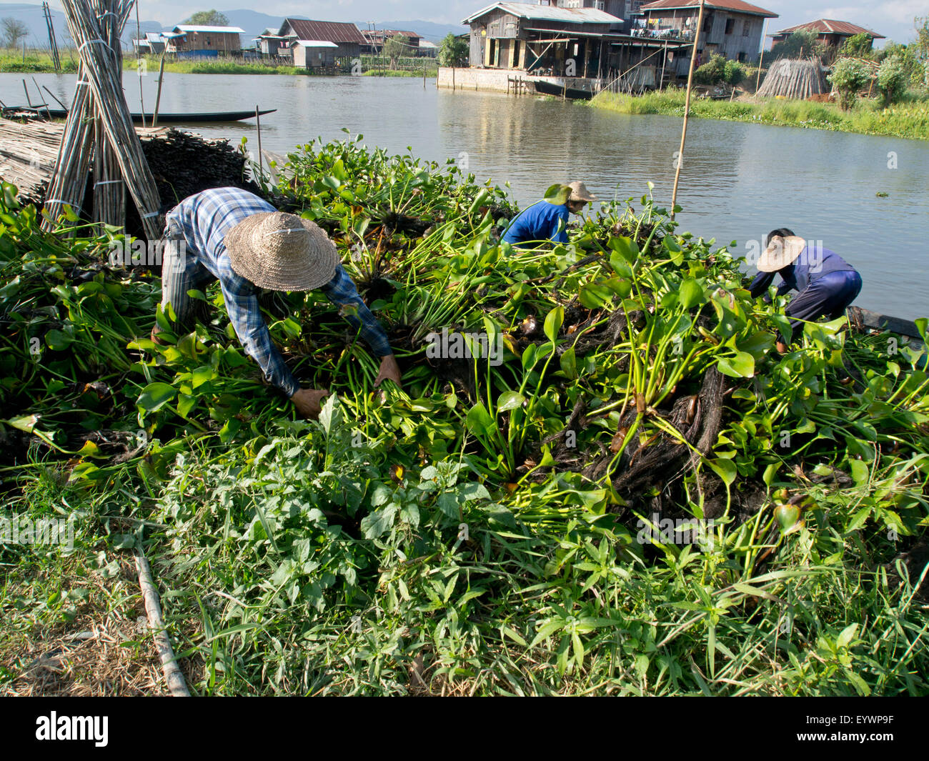 Gli agricoltori locali lavorano in giardini galleggianti sul Lago Inle, Stato Shan, Myanmar (Birmania), Asia Foto Stock