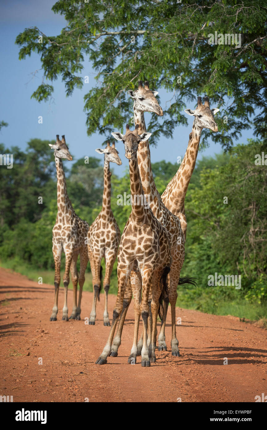 Thornicroft's giraffe (Giraffa camelopardalis thornicrofti), Sud Luangwa National Park, Zambia, Africa Foto Stock