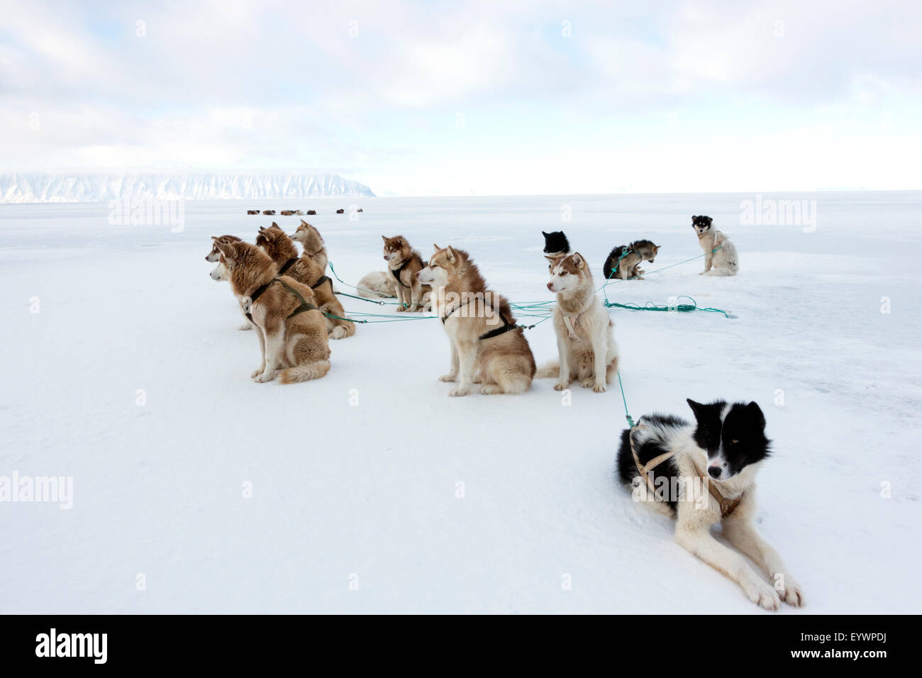 Groenlandese cane husky team puntellato di ghiaccio nei pressi del bordo floe nel sole di mezzanotte, la Groenlandia e la Danimarca, regioni polari Foto Stock