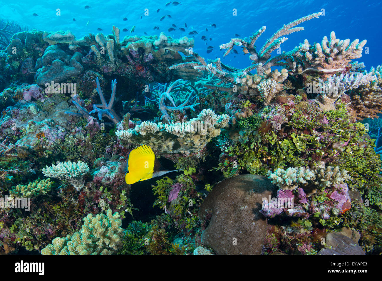 Colorato sano hard e soft Coral reef con becchi lunghi butterflyfish, Matangi Island, Vanua Levu, Figi, Pacific Foto Stock