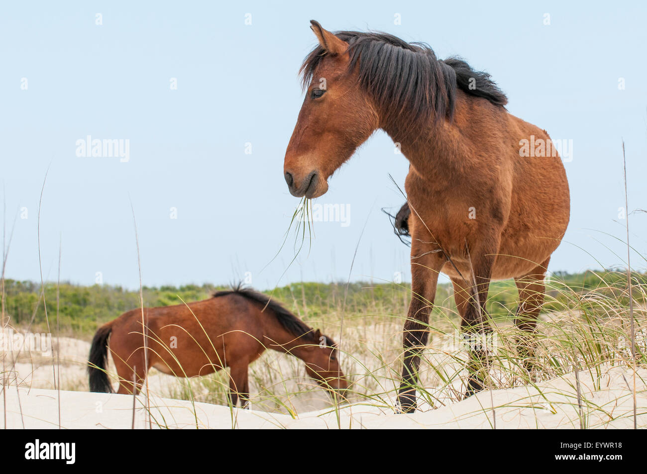 Wild mustangs (Equus caballus ferus), Currituck National Wildlife Refuge, Corolla, Outer Banks, North Carolina, STATI UNITI D'AMERICA Foto Stock