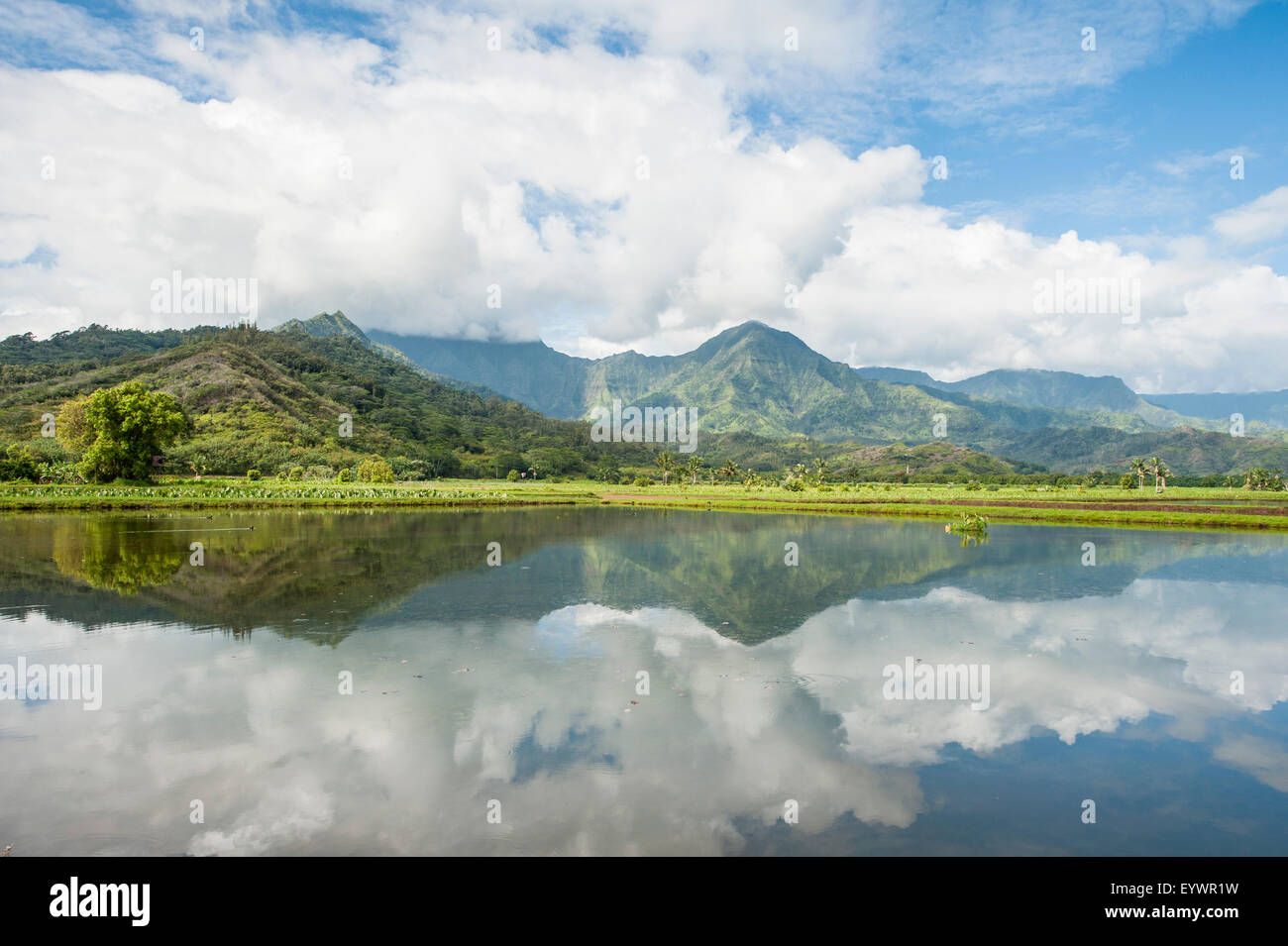 Hanalei National Wildlife Refuge, Valle di Hanalei, Kauai, Hawaii, Stati Uniti d'America, il Pacifico Foto Stock