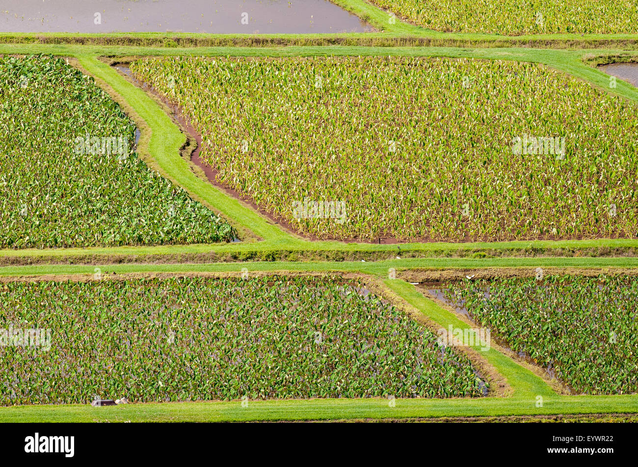 I campi di taro in Hanalei National Wildlife Refuge, Valle di Hanalei, Kauai, Hawaii, Stati Uniti d'America, il Pacifico Foto Stock