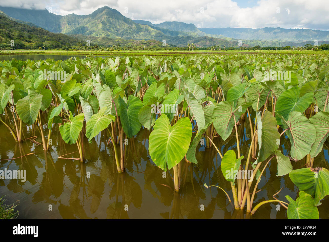 I campi di taro in Hanalei National Wildlife Refuge, Valle di Hanalei, Kauai, Hawaii, Stati Uniti d'America, il Pacifico Foto Stock