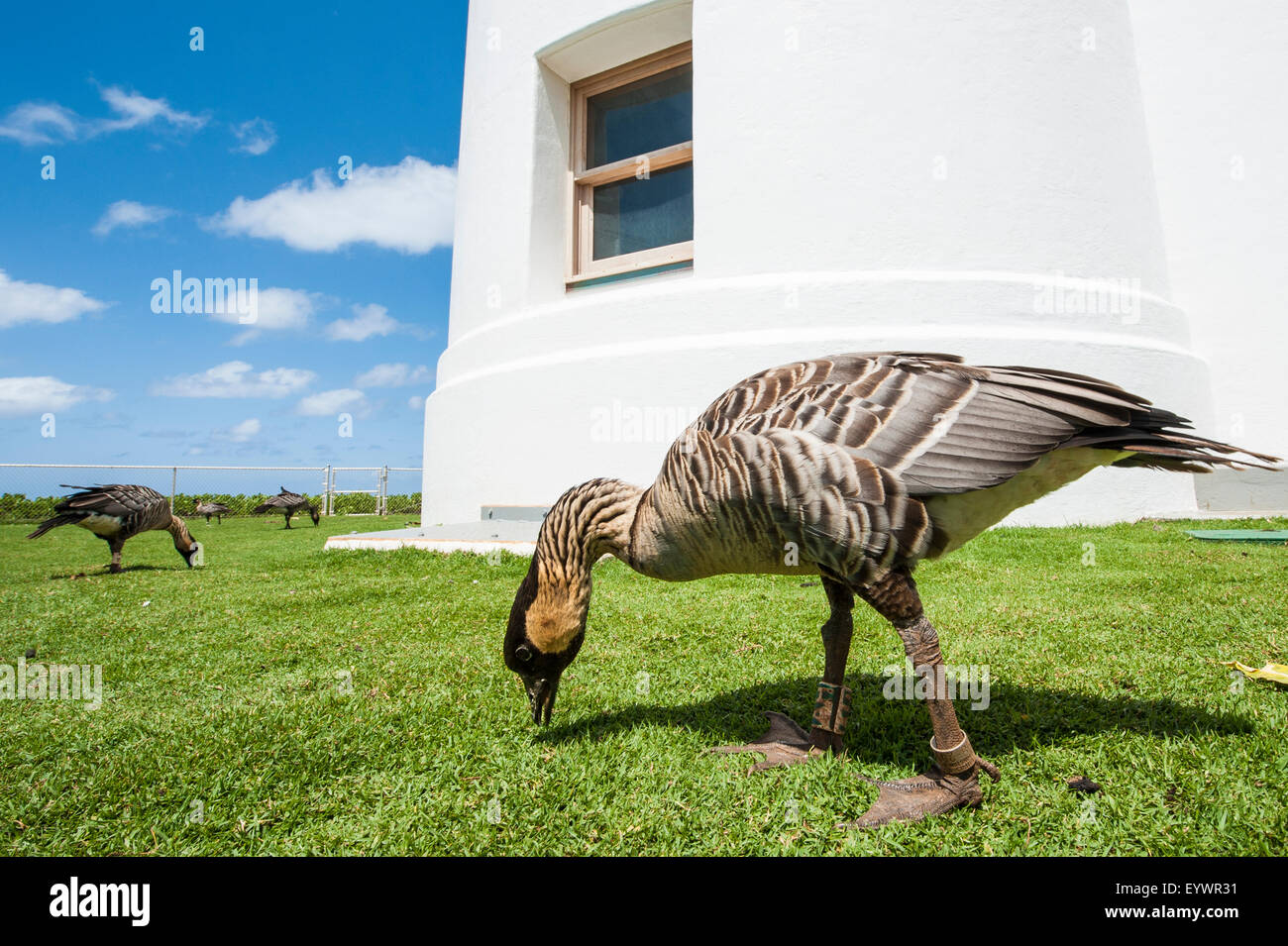 L'oca hawaiana (Branta sandvicensis), Storico Faro Kilauea, Kilauea Point National Wildlife Refuge, Kauai, Hawaii, STATI UNITI D'AMERICA Foto Stock