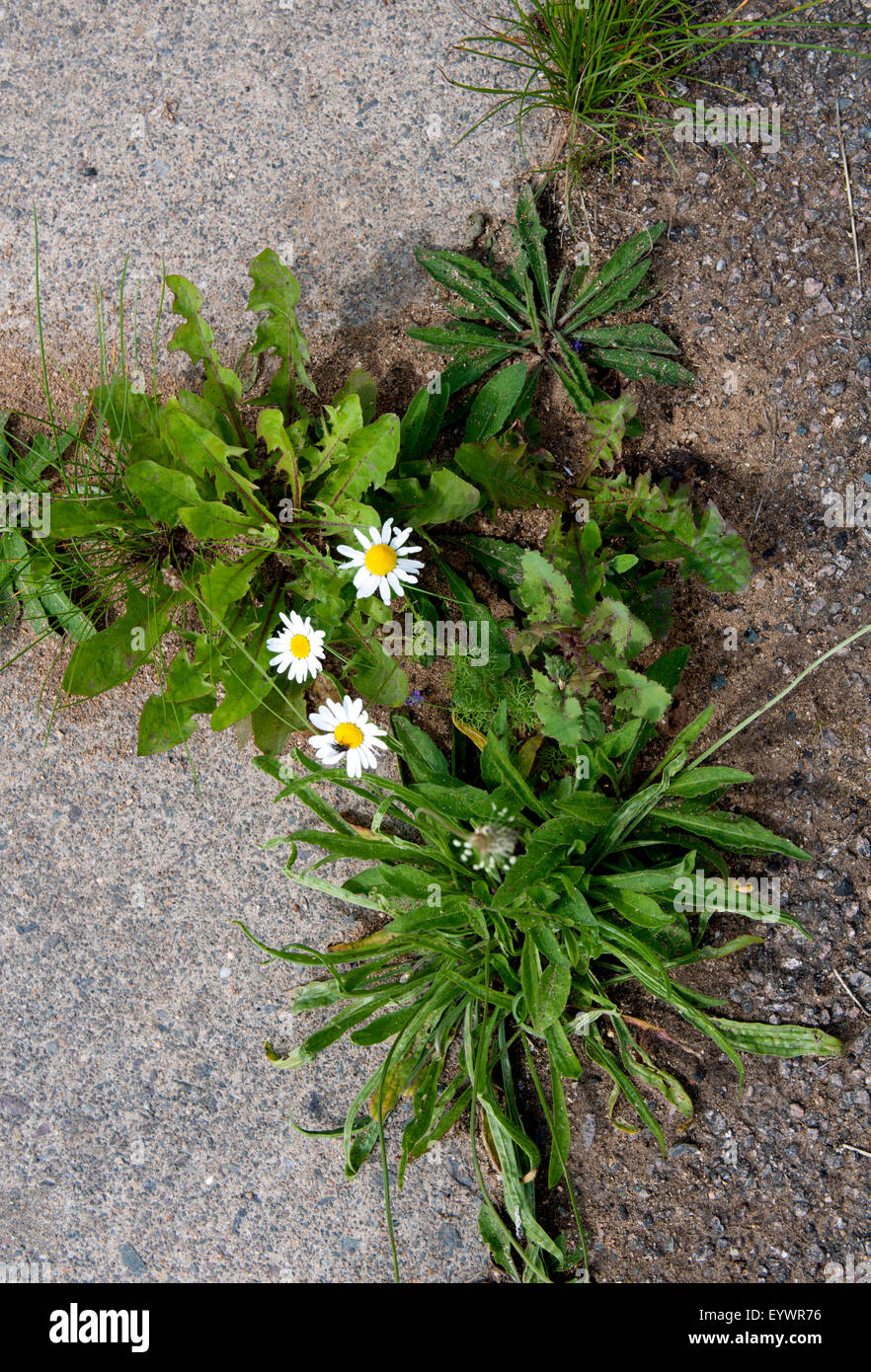Le erbacce che crescono in crepe di pavimentazione, Warwickshire, Regno Unito Foto Stock