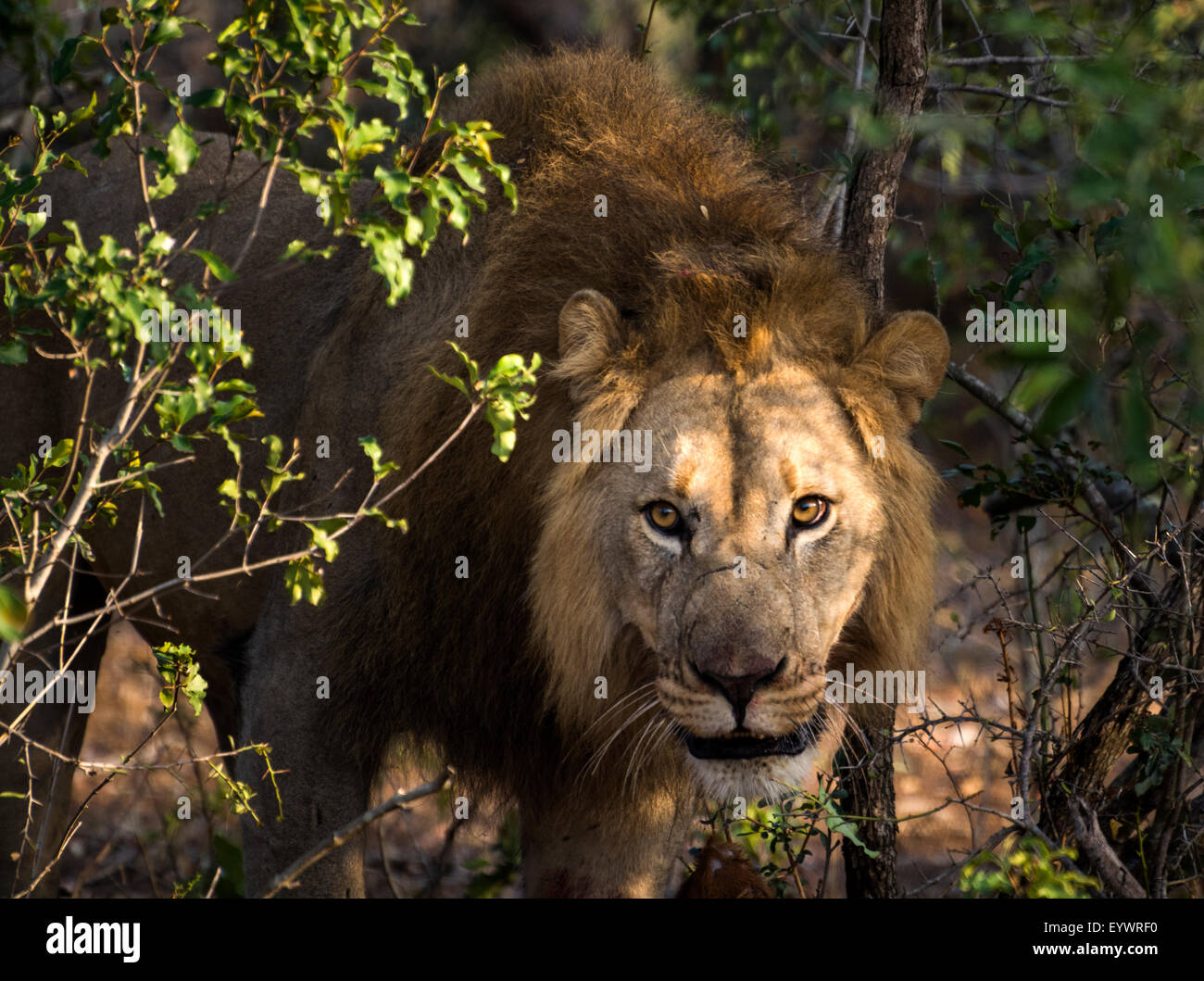 Maschio di leone africano con fresco nyala carcassa in una riserva di caccia nel KwaZulu Natal, Sud Africa Foto Stock