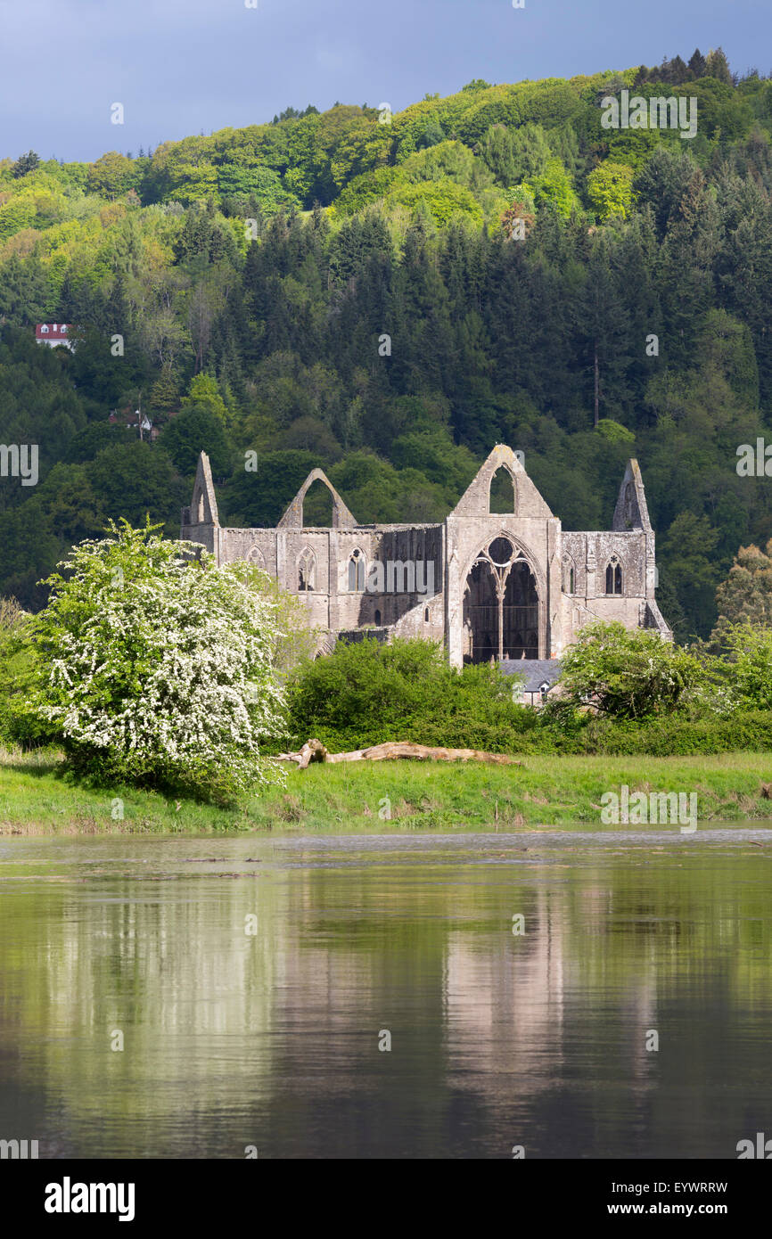 Rovine di Tintern Abbey dal fiume Wye, Tintern, Wye Valley, Monmouthshire, Wales, Regno Unito, Europa Foto Stock