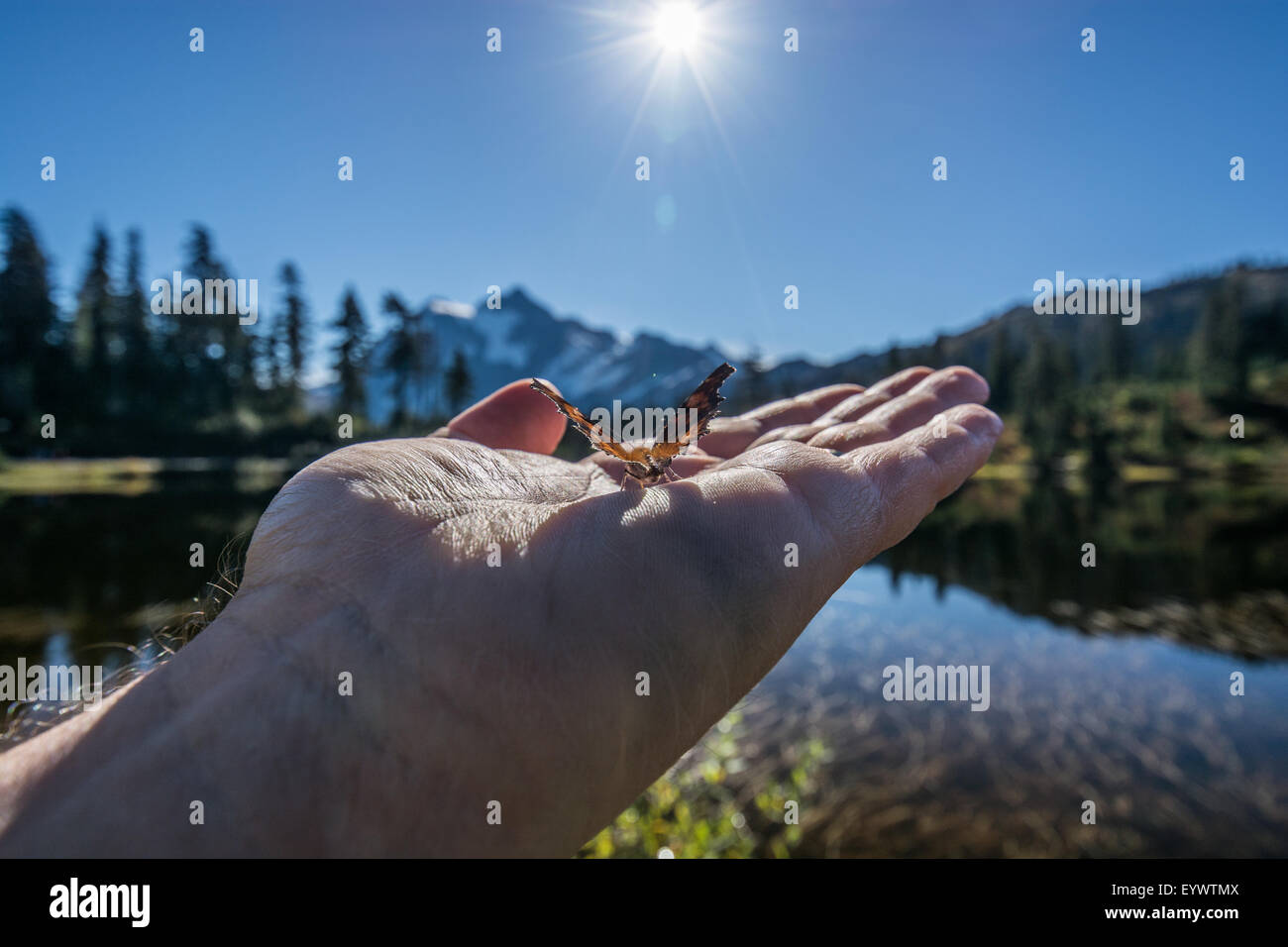 Polygonia gracilis (annoso virgola).Con il monte Shuksan in background. Foto Stock