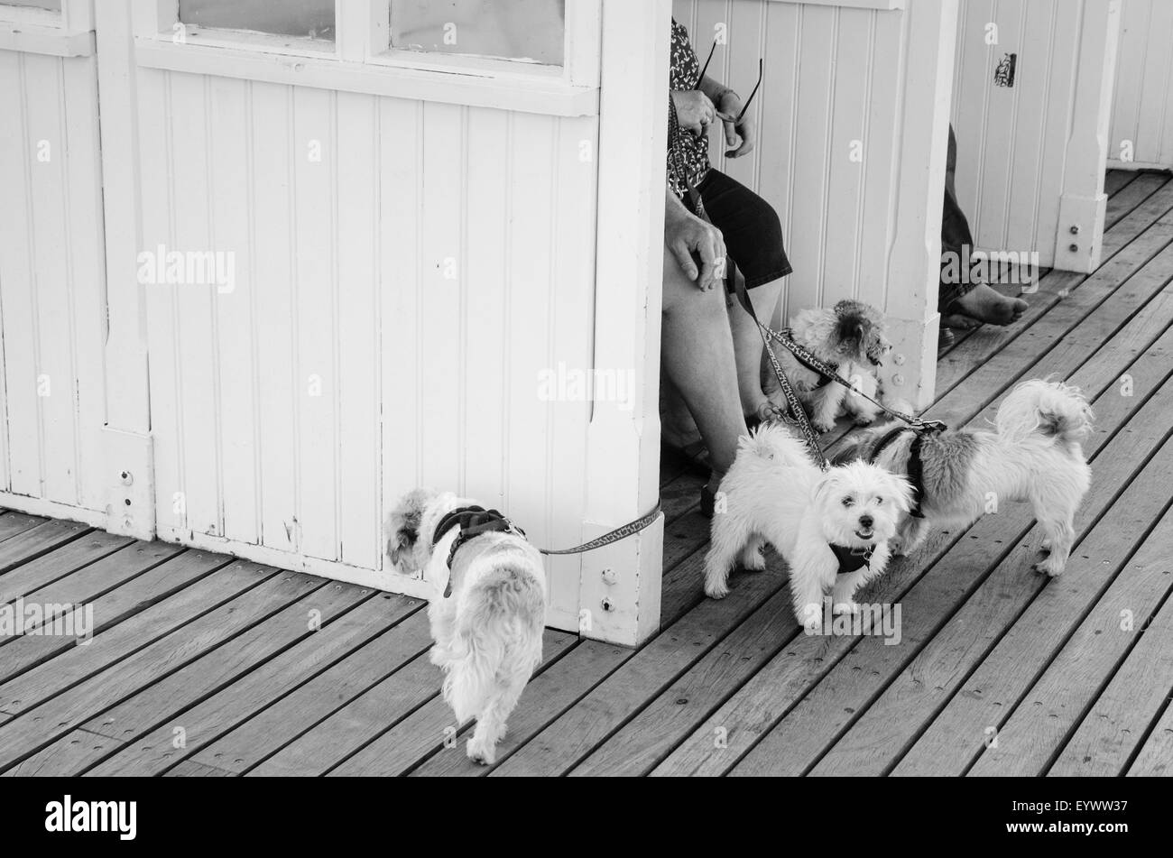 Cani su Cromer Pier Foto Stock