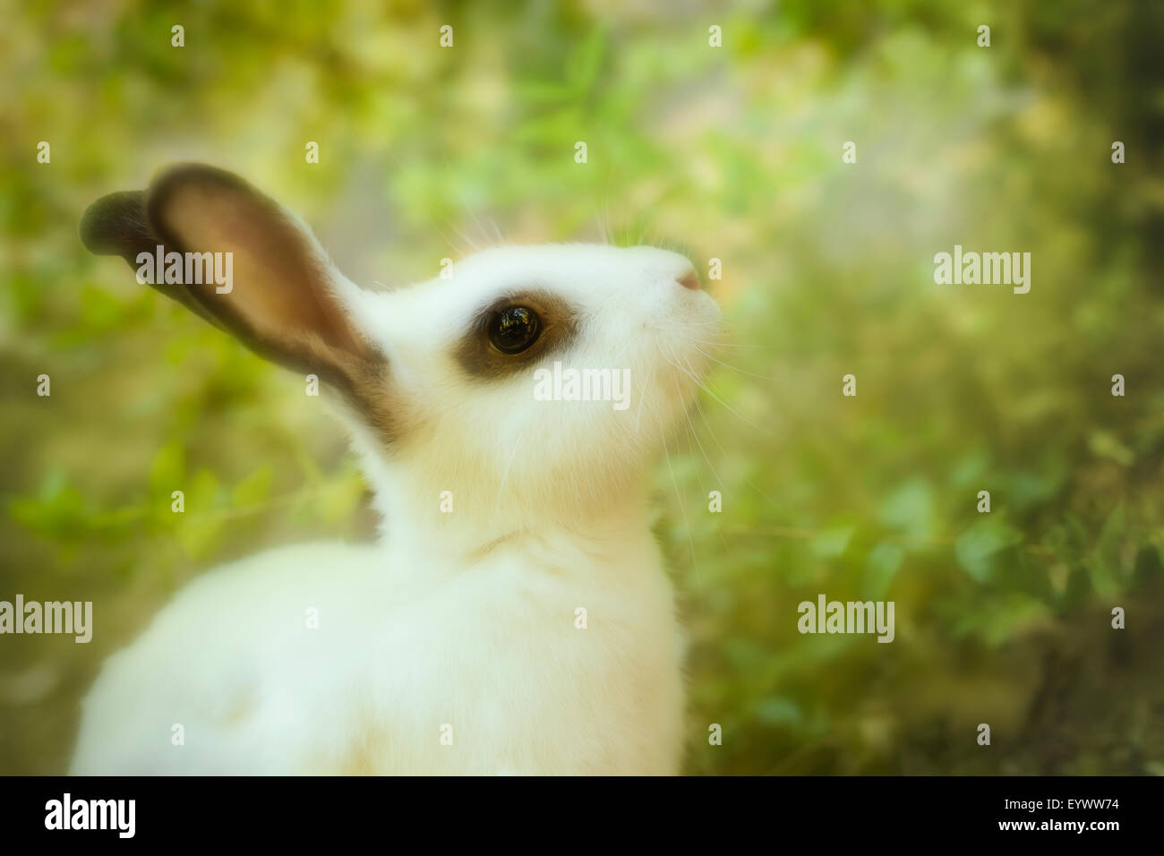 Baby coniglio bianco in erba Foto Stock