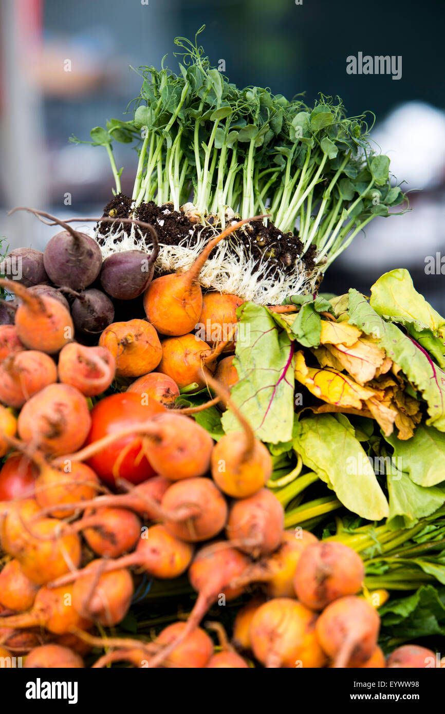 Germogli di pisello sulla parte superiore delle materie barbabietola, golden barbabietole e venato rosso sorrel. Foto Stock