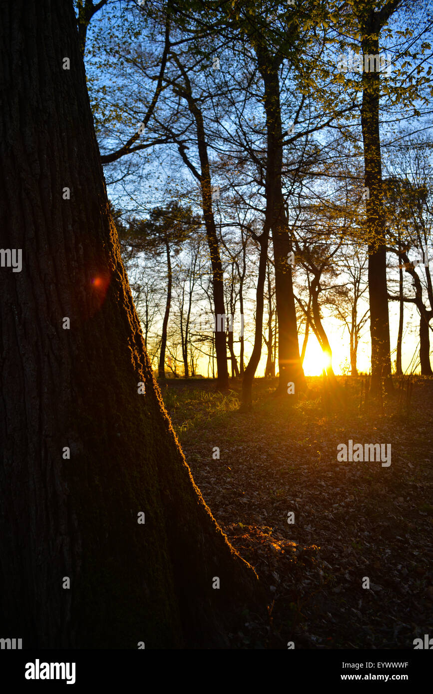 Luce del sole che filtra attraverso gli alberi nella foresta Foto Stock