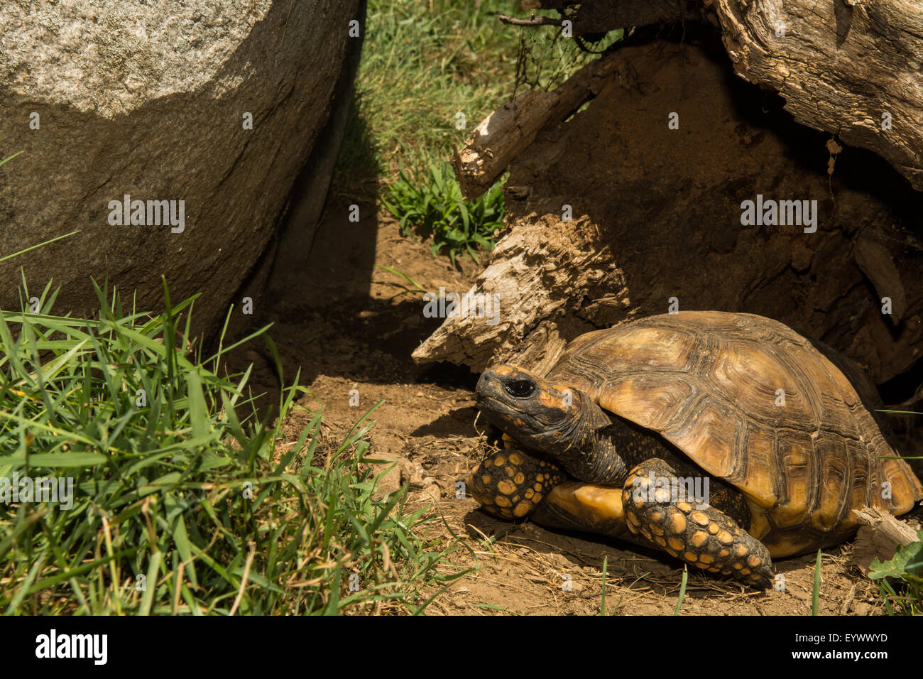 Rosso-footed tartaruga Foto Stock