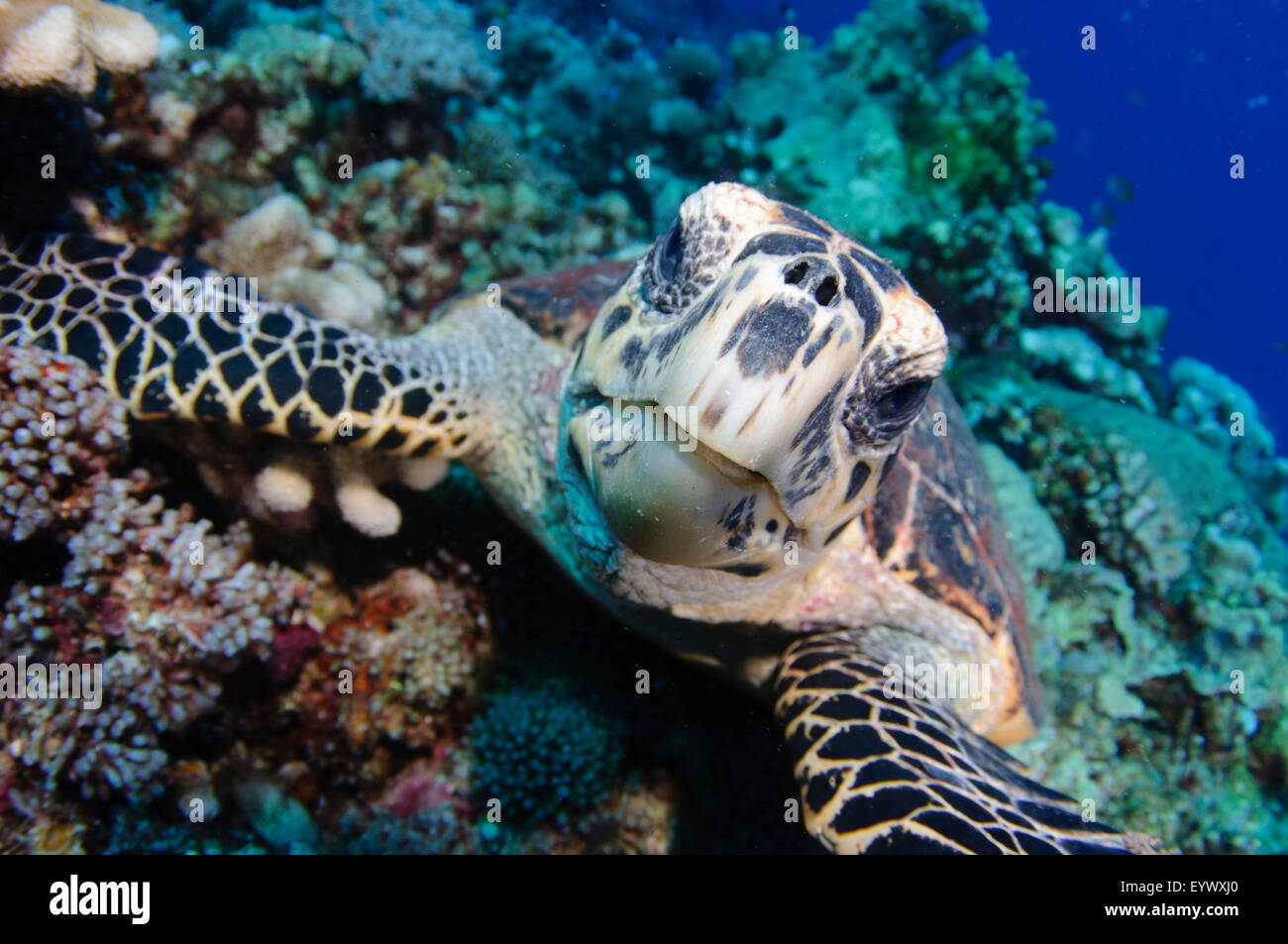Una tartaruga embricata, Eretmochelys imbricata, orologi il fotografo strettamente, Layang Layang, sul Mare della Cina del Sud atollo, Sabah Foto Stock