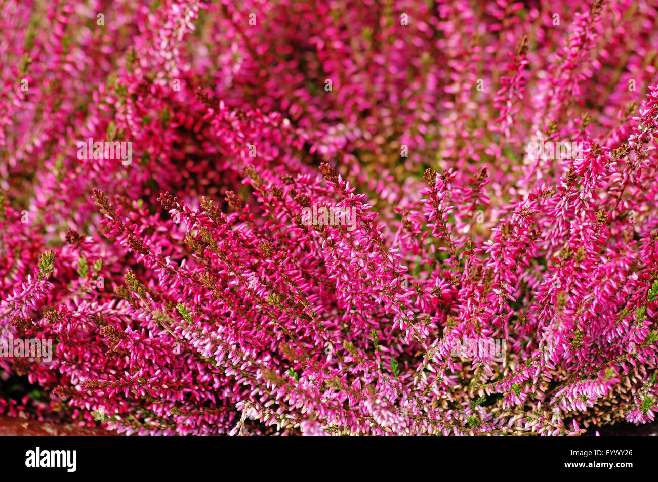 Pianta Medicated indiana Foto Stock