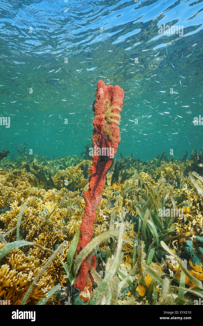 Rosso spugna tubolare con fragili stelle sott'acqua in una barriera corallina del Mar dei Caraibi Foto Stock
