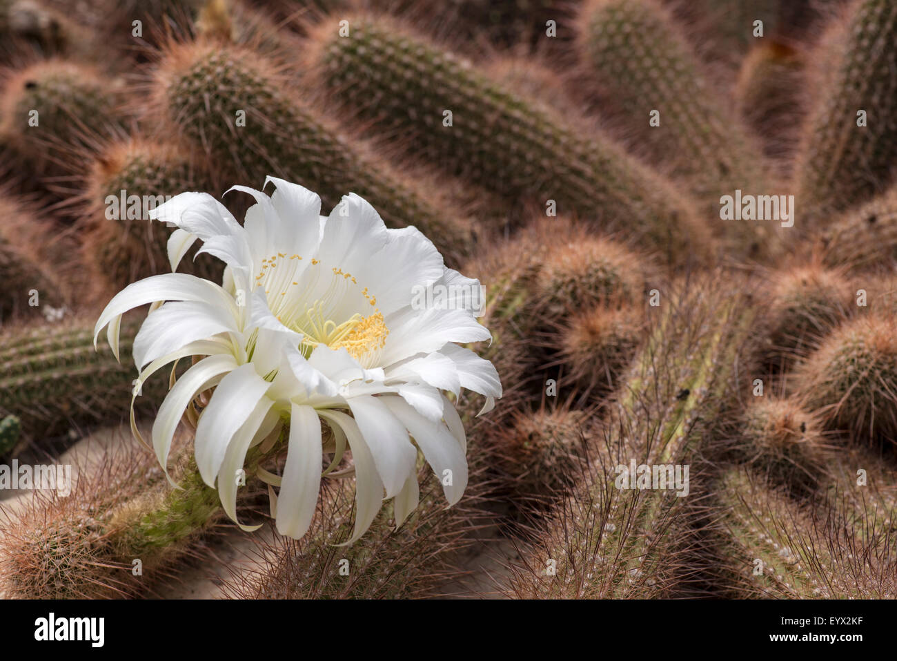 Fioritura: Cactus Echinopsis aff. strigosa Foto Stock