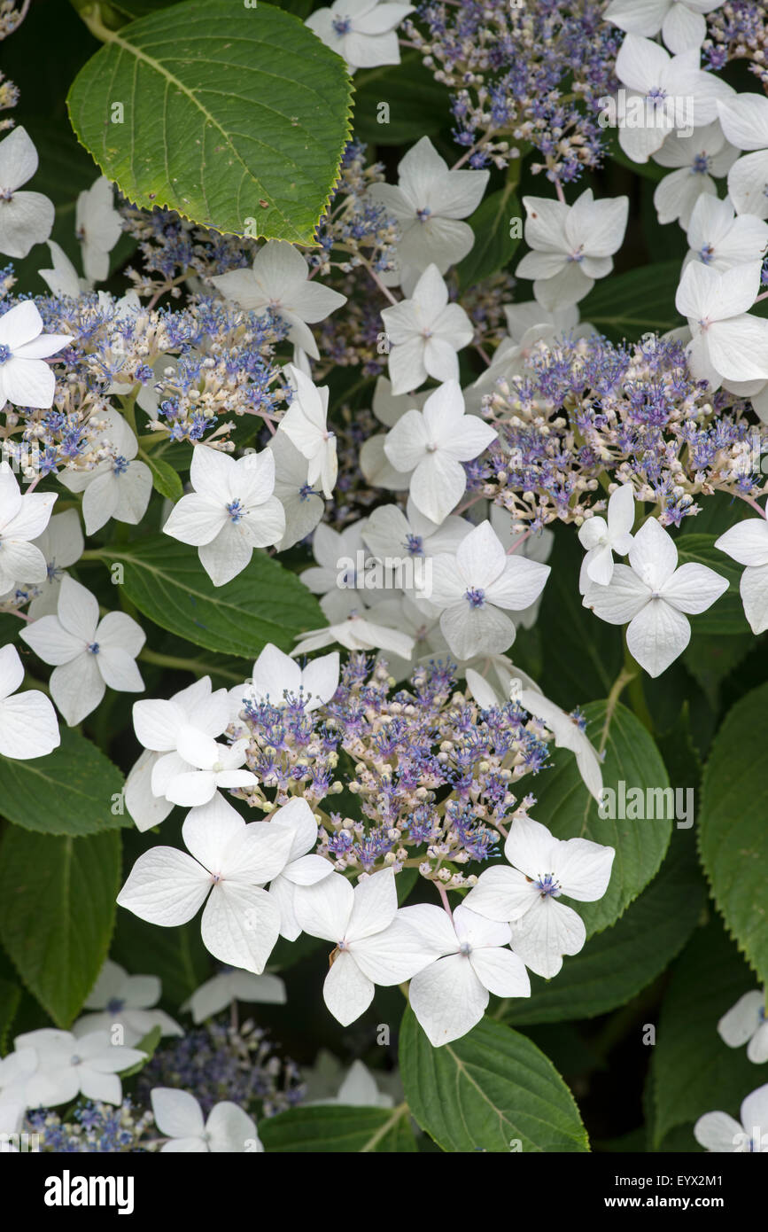 Ortensie: Hydrangea macrophylla 'Lanarth White' Foto Stock