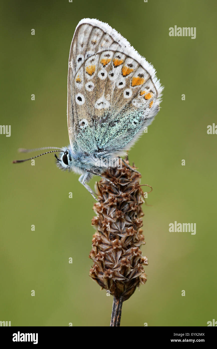 Blu comune Polyommatus icarus Foto Stock