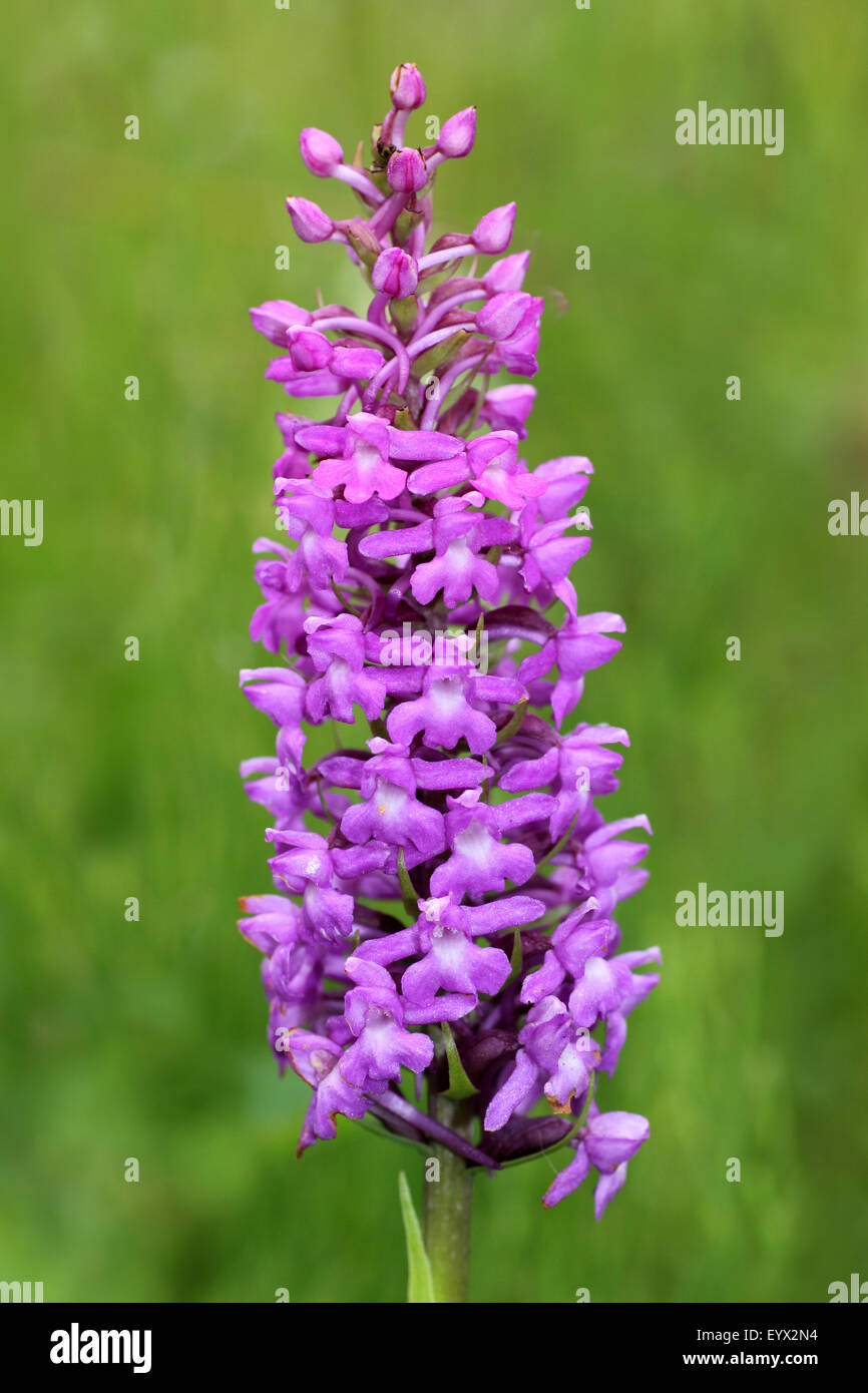 Orchidea profumata Gymnadenia conopsea, Cumbria, Regno Unito Foto Stock