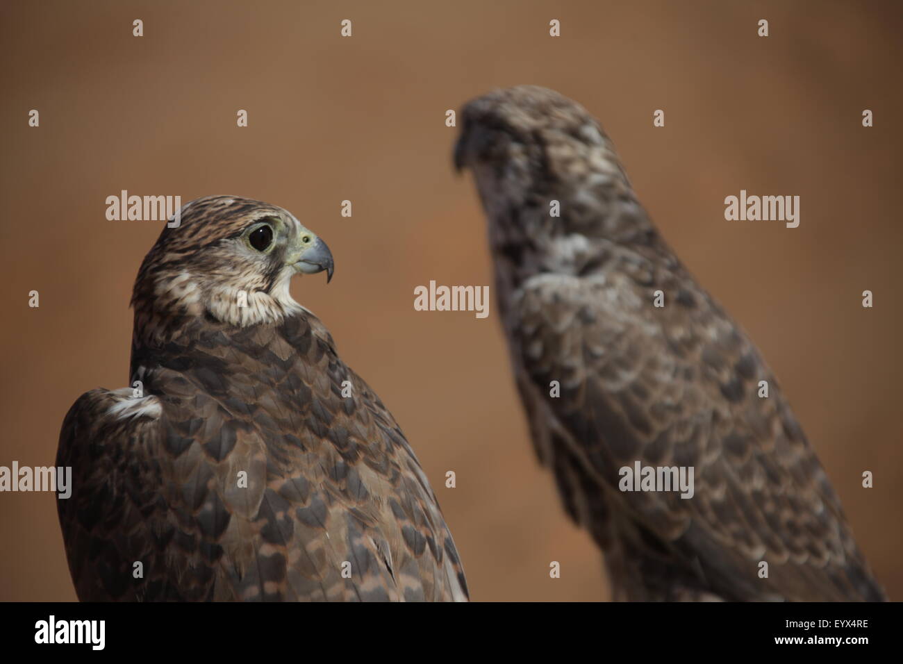 Bird Eagle nel deserto Foto Stock