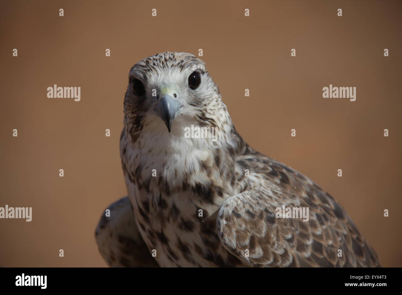 Bird Eagle nel deserto Foto Stock